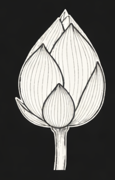 Tiny Lotus Health and Wellness logo
